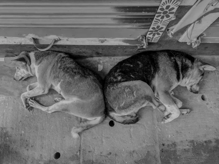 Mi perro tiene ansiedad por la noche: 8 soluciones definitivas