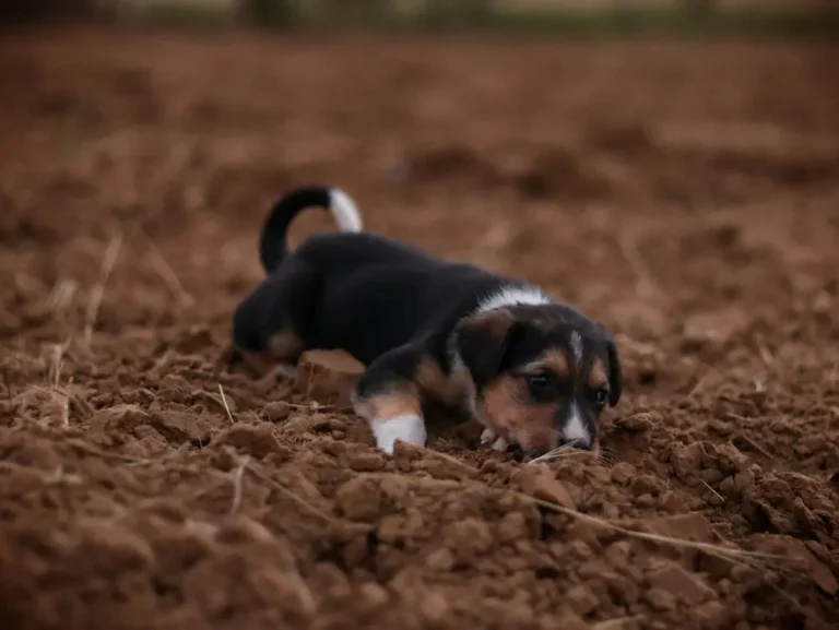 Calmar perro ansiedad por separación: 7 técnicas definitivas