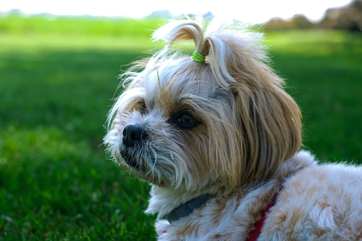 como calmar a un perro asustado