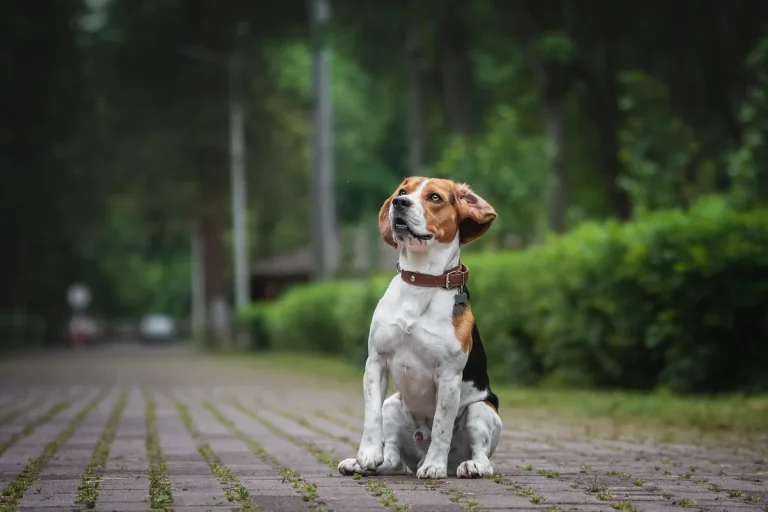 collar antiestres para perros