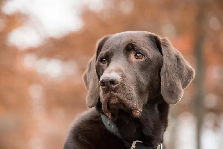 collar relajante perros