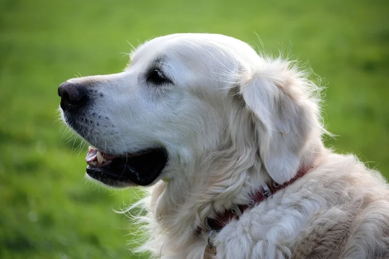 mejor collar calmante para perros