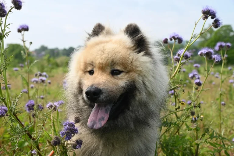 perro ansioso al pasear