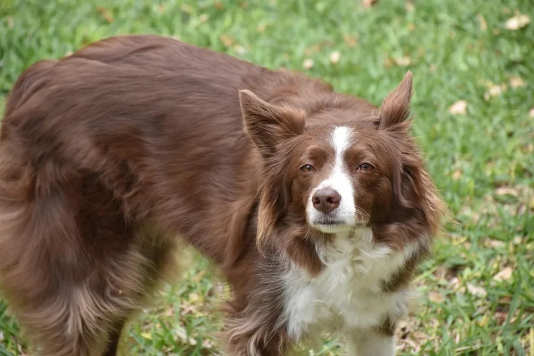 como calmar a un perro que tiembla de miedo